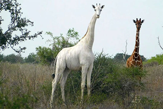 jirafa blanca en Kenia