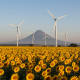 Auge en Tamaulipas por energías renovables
