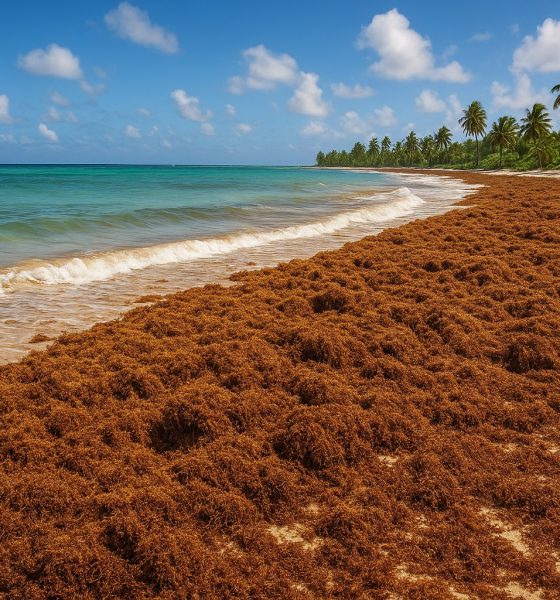 Plan para convertir sargazo en combustible