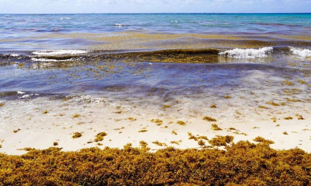 IPN instala sensores de sargazo en Quintana Roo