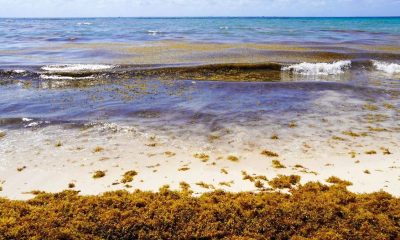 IPN instala sensores de sargazo en Quintana Roo