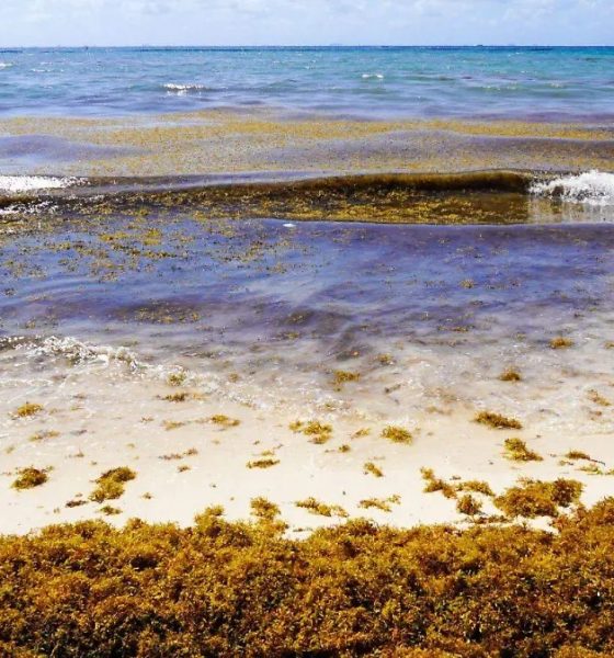 IPN instala sensores de sargazo en Quintana Roo