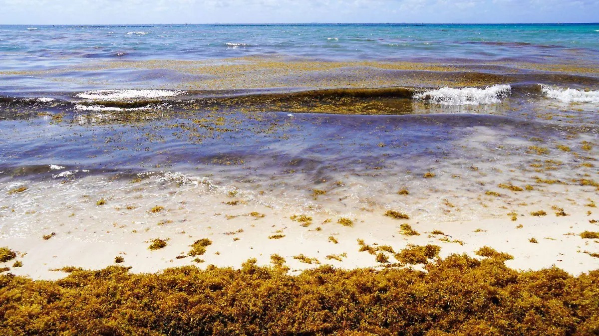 IPN instala sensores de sargazo en Quintana Roo