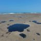 Greenpeace denuncia a Pemex por derrame en el Golfo