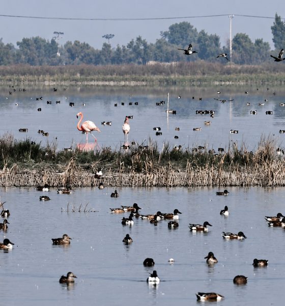 Quinientas especies regresan al Lago de Texcoco
