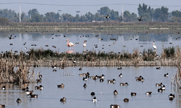 Quinientas especies regresan al Lago de Texcoco