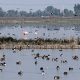 Quinientas especies regresan al Lago de Texcoco
