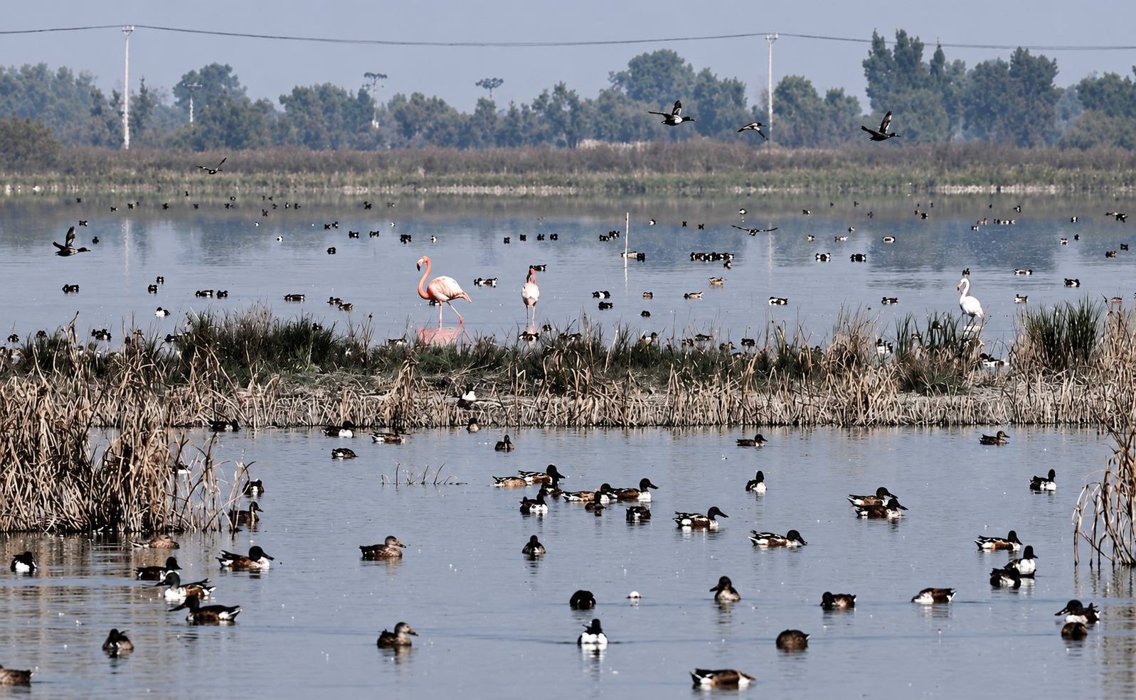Quinientas especies regresan al Lago de Texcoco