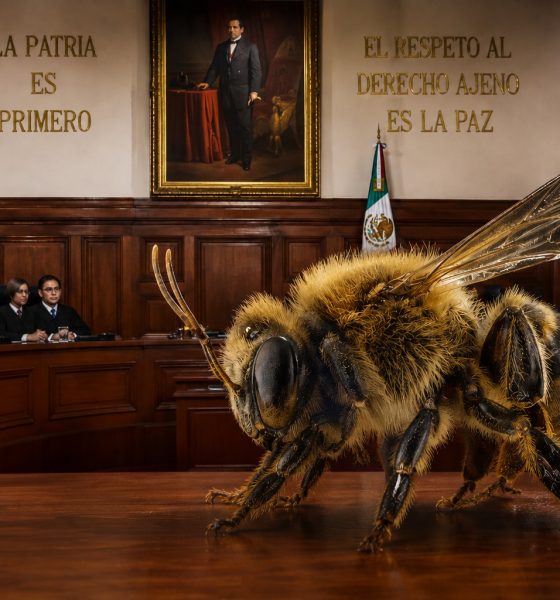 Las abejas serían sujetos de derechos