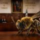 Las abejas serían sujetos de derechos