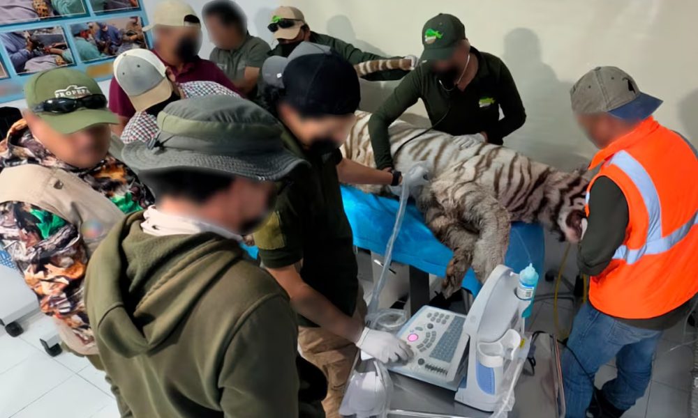 Muere el tigre Kenzo en Tepetlaoxtoc