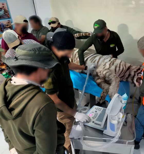 Muere el tigre Kenzo en Tepetlaoxtoc
