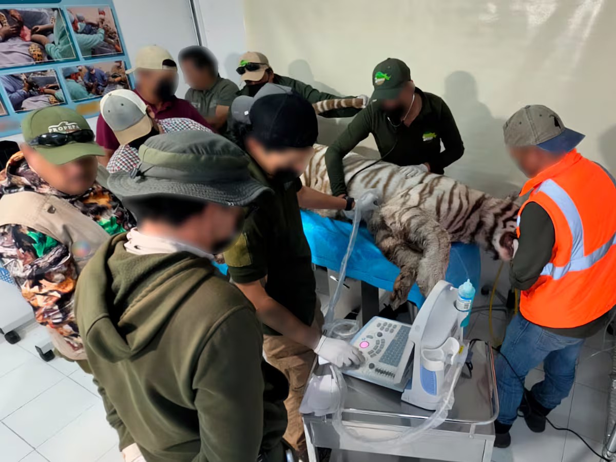 Muere el tigre Kenzo en Tepetlaoxtoc