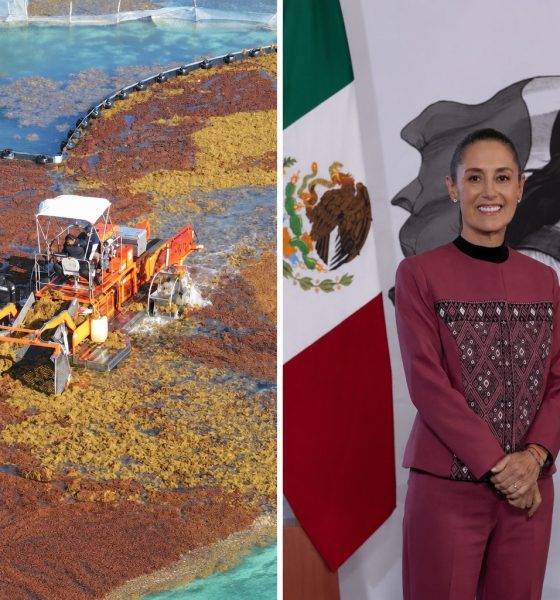 Sargazo en Quintana Roo 2026: inversión histórica y biogás